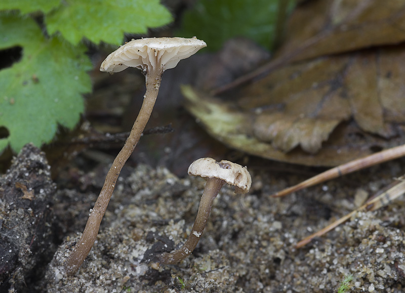 Pseudoomphalina compressipes